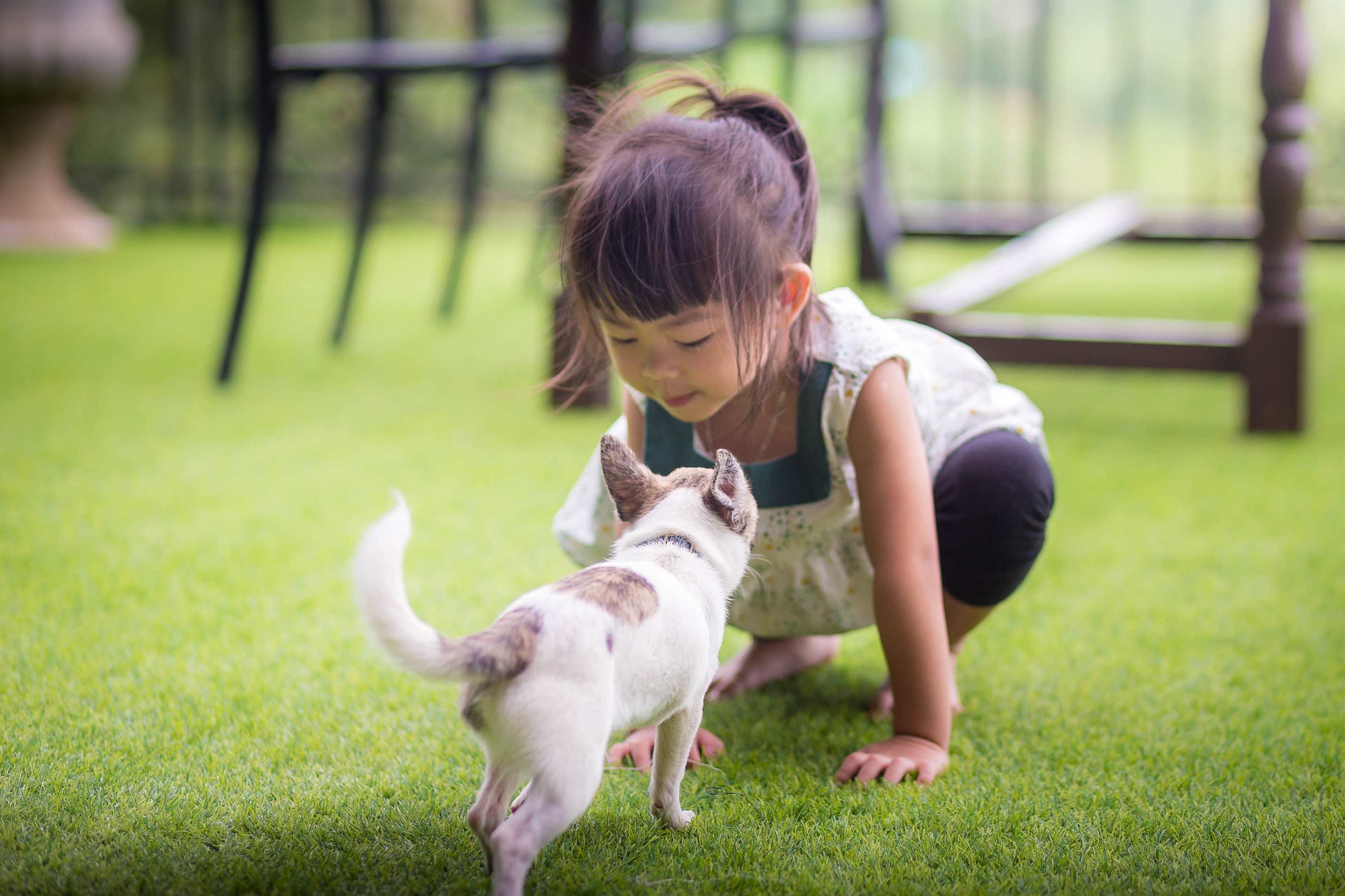 Synthetic Turf for Pet & Playgarden